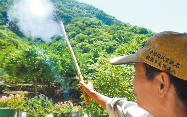 台灣獼猴肆虐農作物，農民施放沖天炮驅趕，效果有限。（莊哲權攝）