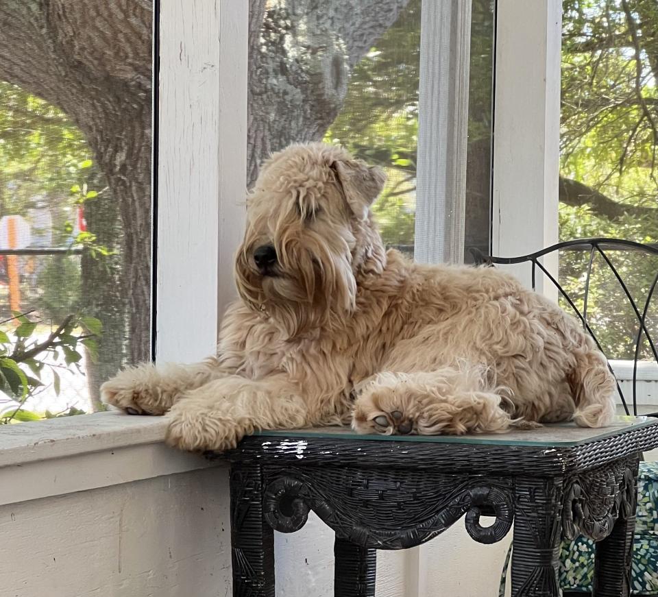 Vicki Smith's soft coated wheaten terrier Ana, show name Summerland Luciana's Beach Baby, will participate in the National Dog Show Presented by Purina.