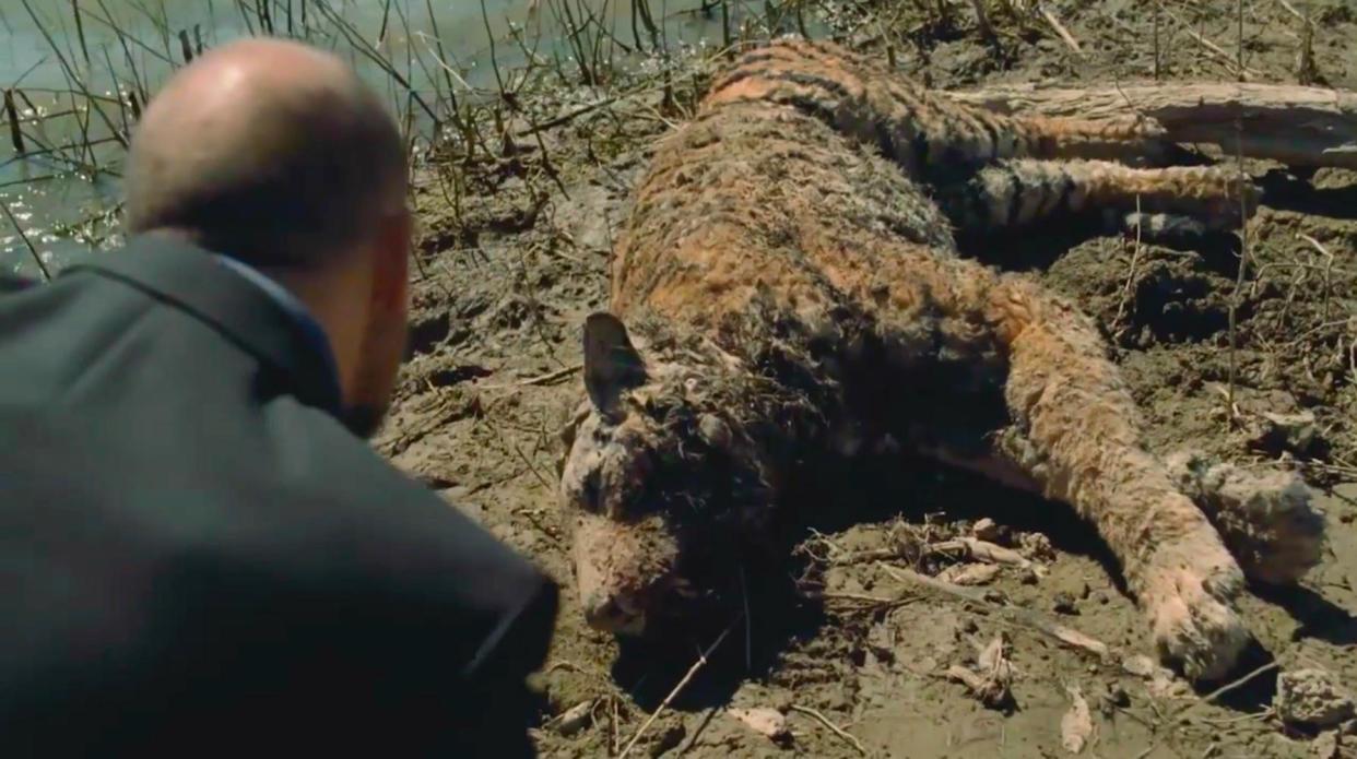 Delos exec Karl Strand inspects the Bengal tiger host: HBO