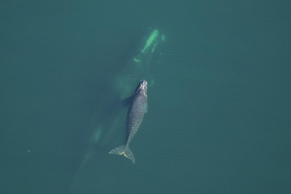 Right whale Catalog #3725 and calf sighted off Ponte Vedra Beach, FL on January 30, 2024.