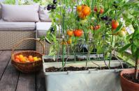 <p><strong>You don’t need a large garden or outdoor space to grow your own fruit and vegetables – a <a href="https://www.housebeautiful.com/uk/garden/designs/how-to/a781/balcony-garden-guide/" rel="nofollow noopener" target="_blank" data-ylk="slk:balcony;elm:context_link;itc:0;sec:content-canvas" class="link ">balcony</a> will do just perfectly, and you'll be surprised at the number of balcony plants that will thrive in these spaces.</strong></p><p>Not only will having your own edible garden cut down on future grocery costs but growing your own food and taking the time to care for plants can have several mental health benefits as well. The experts at <a href="https://www.gardenbuildingsdirect.co.uk/" rel="nofollow noopener" target="_blank" data-ylk="slk:Garden Buildings Direct;elm:context_link;itc:0;sec:content-canvas" class="link ">Garden Buildings Direct </a>have put together their top picks of balcony plants – crops that will flourish in containers and small spaces – explaining: 'One of the most rewarding parts of gardening is using homegrown produce in your kitchen, and there is no need to miss out on this if you only have a balcony.'</p><p>Here is the best fruit and veg to grow on balconies and smaller spaces...</p>