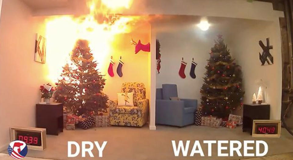 A dry Christmas tree and a watered Christmas tree are pictured next to each other. The dry one is up inflames.