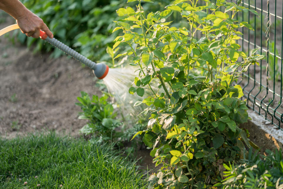 woman watering rose garden