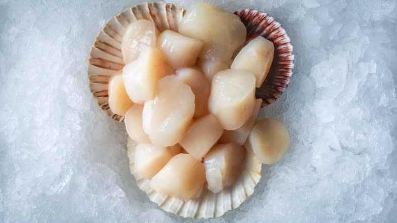 raw scallops in shell