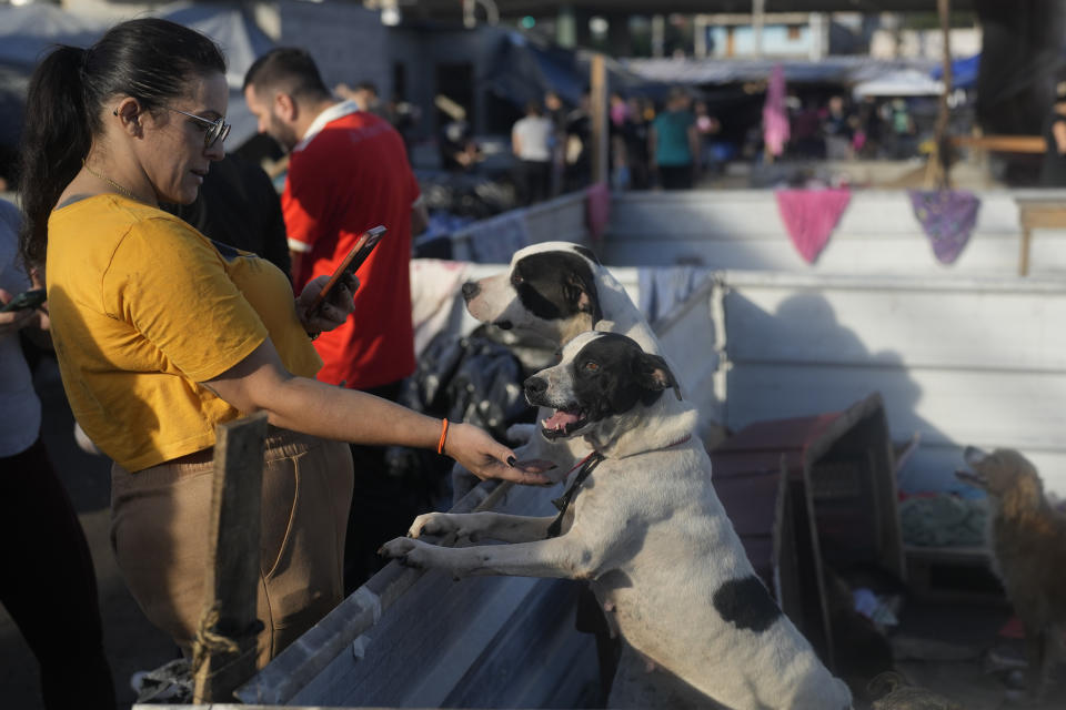 A woman takes a photo of a dog evacuated from an area flooded by heavy rains, at a shelter in Canoas, Rio Grande do Sul state, Brazil, Thursday, May 9, 2024. (AP Photo/Andre Penner)