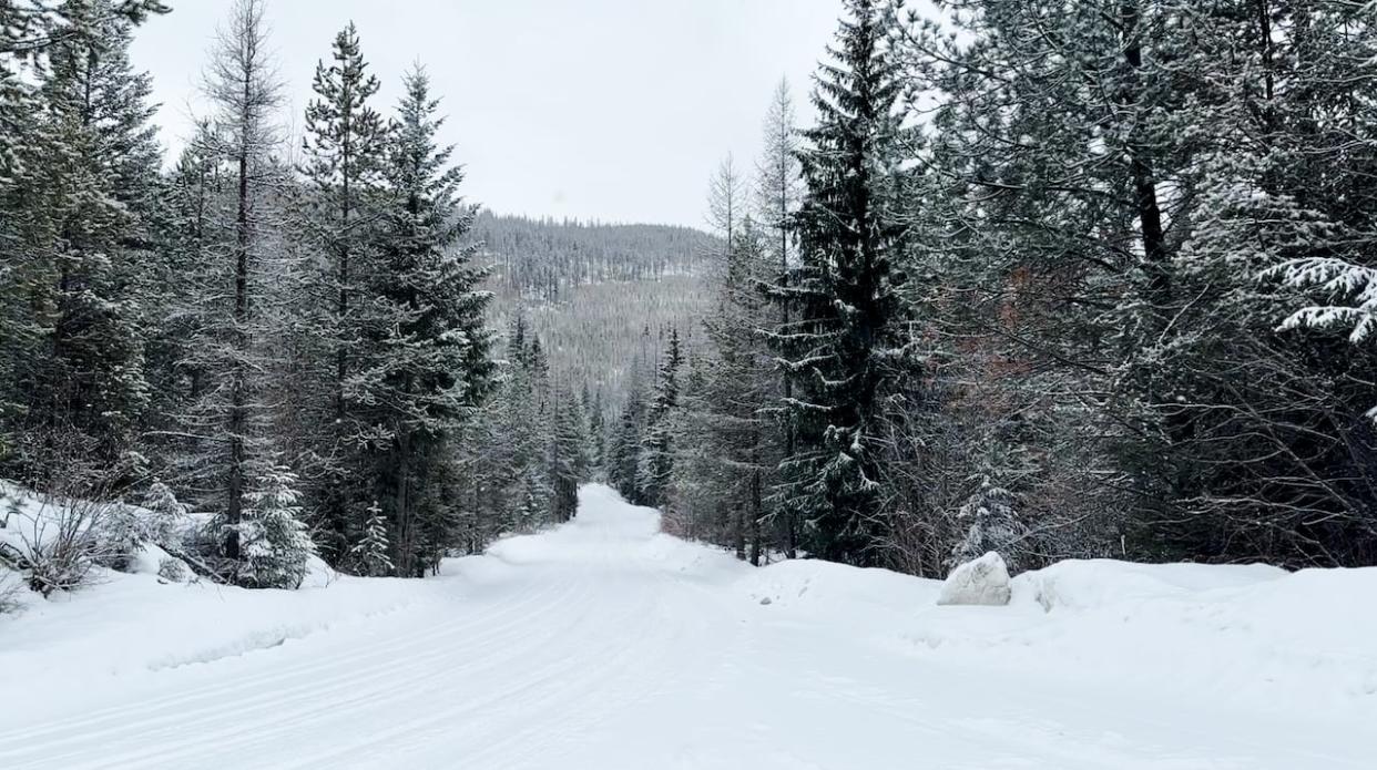 Snow is pictured in Lumberton, B.C., just outside Cranbrook, on Feb. 28, 2024. Any time the avalanche danger is listed as high, people are advised to avoid avalanche terrain, an expert says. (Corey Bullock/CBC - image credit)