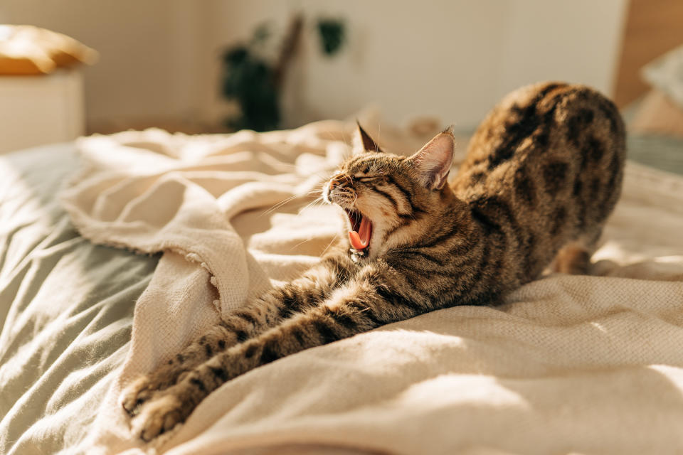 A cat with stripes stretching out on a bed