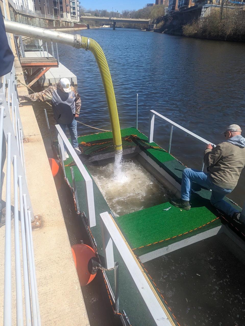 Chinook salmon fingerlings are pumped April 13, 2023. from a Wisconsin Department of Natural Resources hatchery truck into a net pen in the Milwaukee River in Milwaukee. The fish got three weeks of care, then released at the site as part of a stocking program.