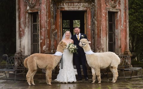 A £350 Diamond package allows wedding parties to hire two alpacas for one-and-a-half hours, as well as supplying handlers and food for the animals