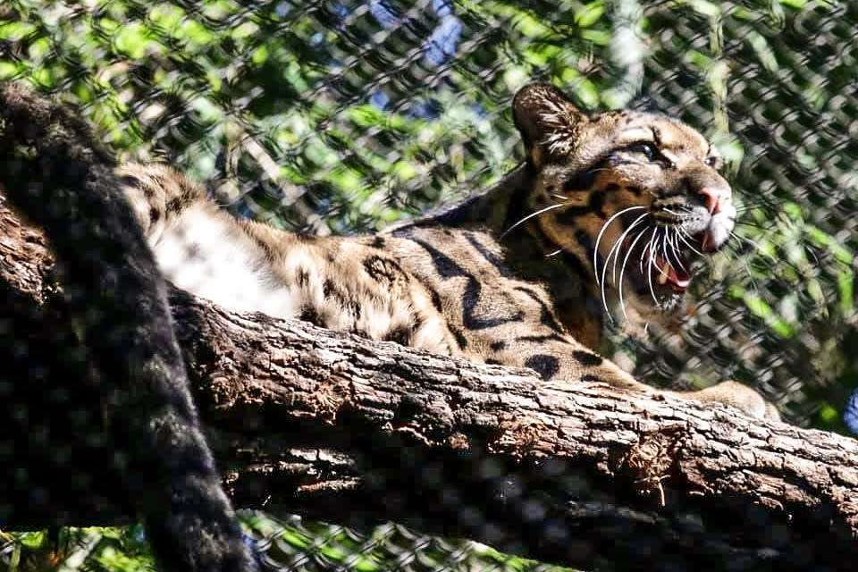Nova the clouded leopard at the Dallas Zoo in September 2021. (Dallas Zoo via Facebook)