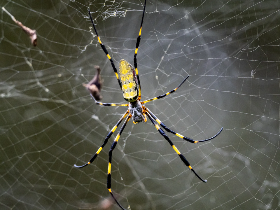 Joro spiders are relatively shy and will try to avoid human homes (David Hansche, Getty Images/iStockphoto)