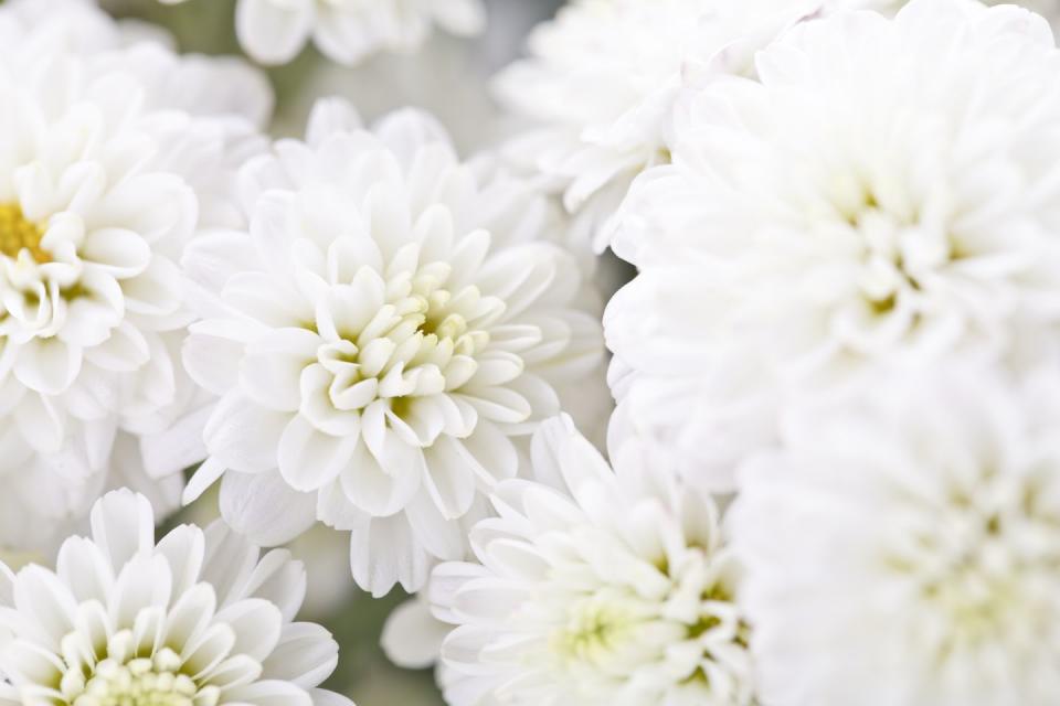 best white flowers chrysanthemum