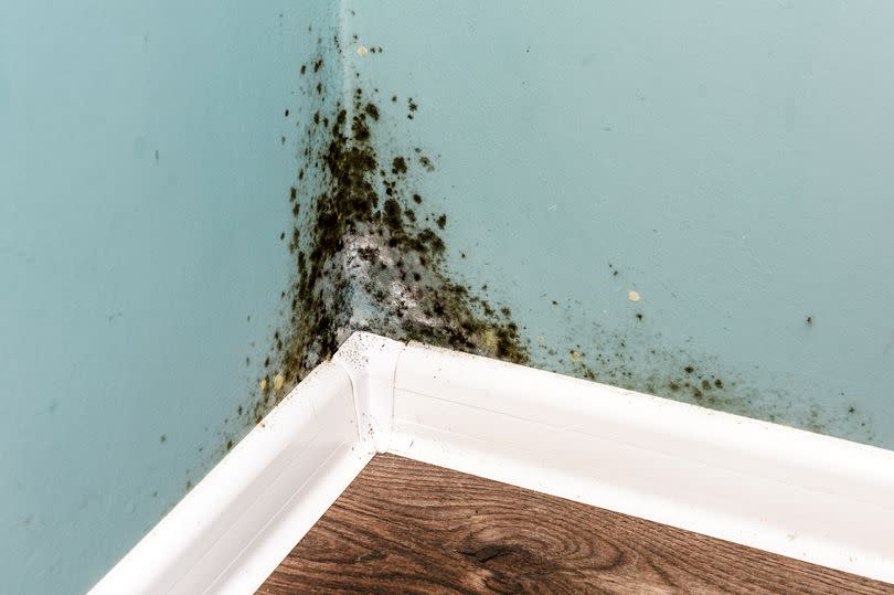 Black mould on wall closeup. House cleaning concept