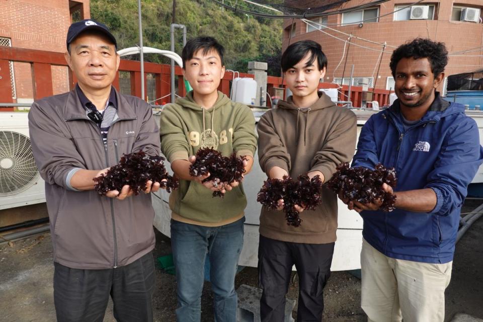 原產於小琉球的「海木耳」可食用，捕碳能力強，有望成為抗暖化明星。（圖：國立中山大學提供）