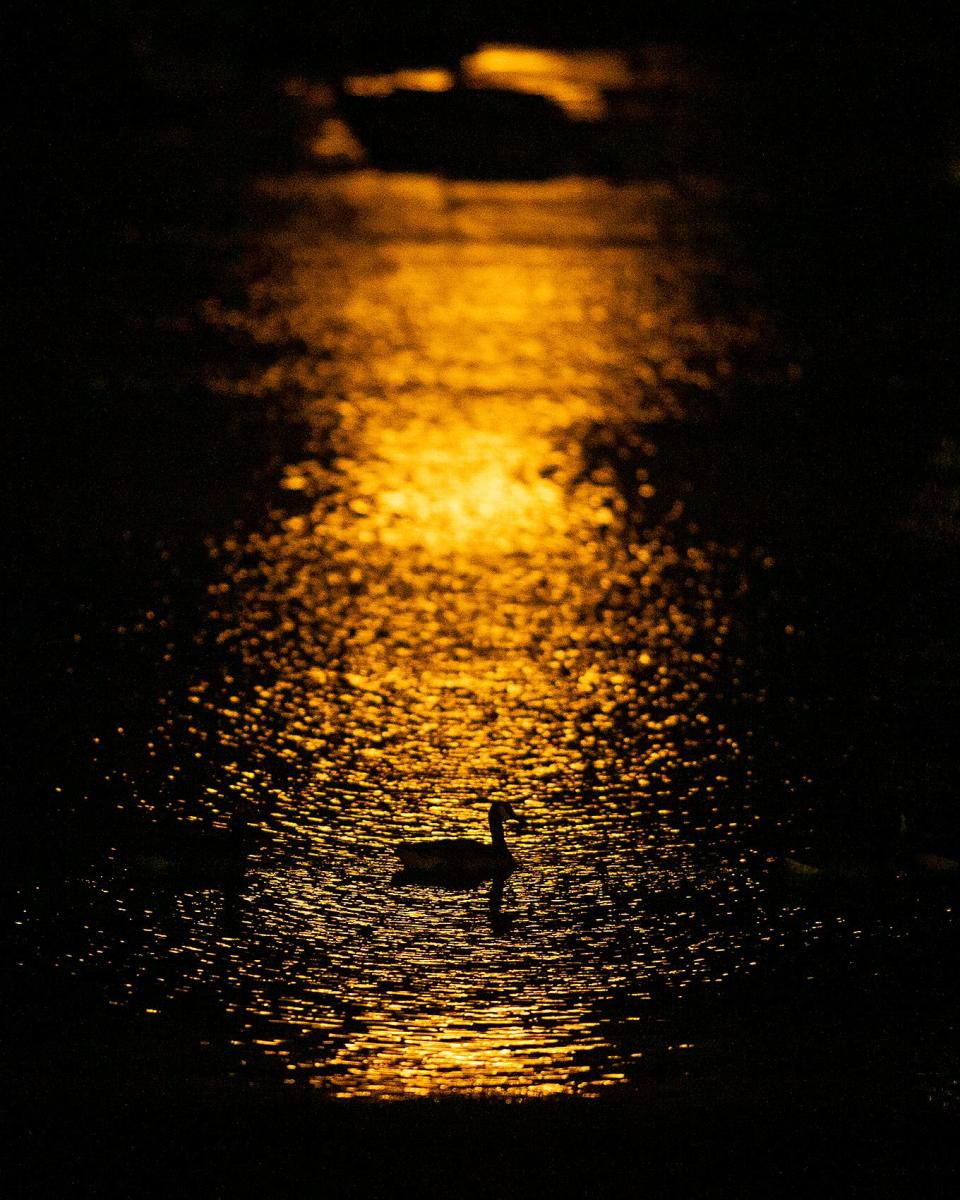 A goose floats past the reflection of the Supermoon in Scituate Harbor at Museum Beach on Wednesday, July 13, 2022. 