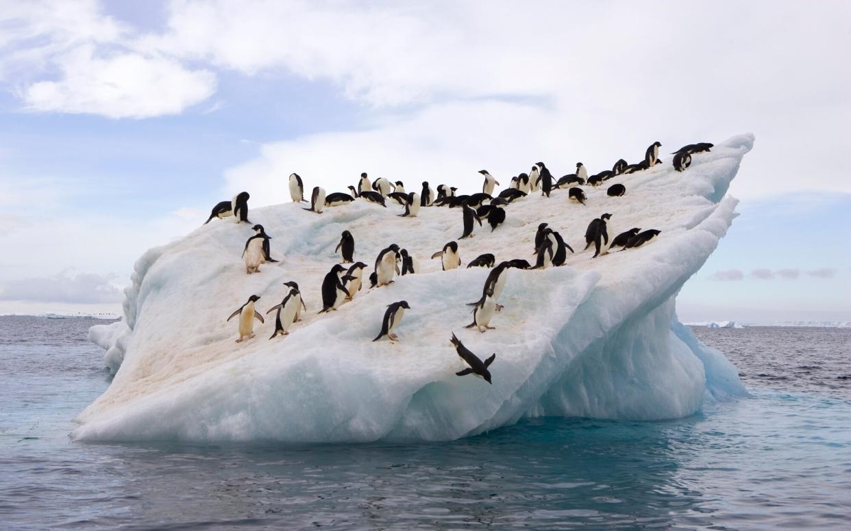 Adelie Penguins Endangered