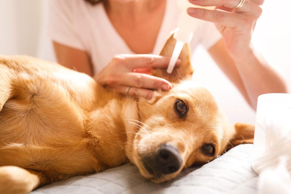 Woman cleaning dog's ears