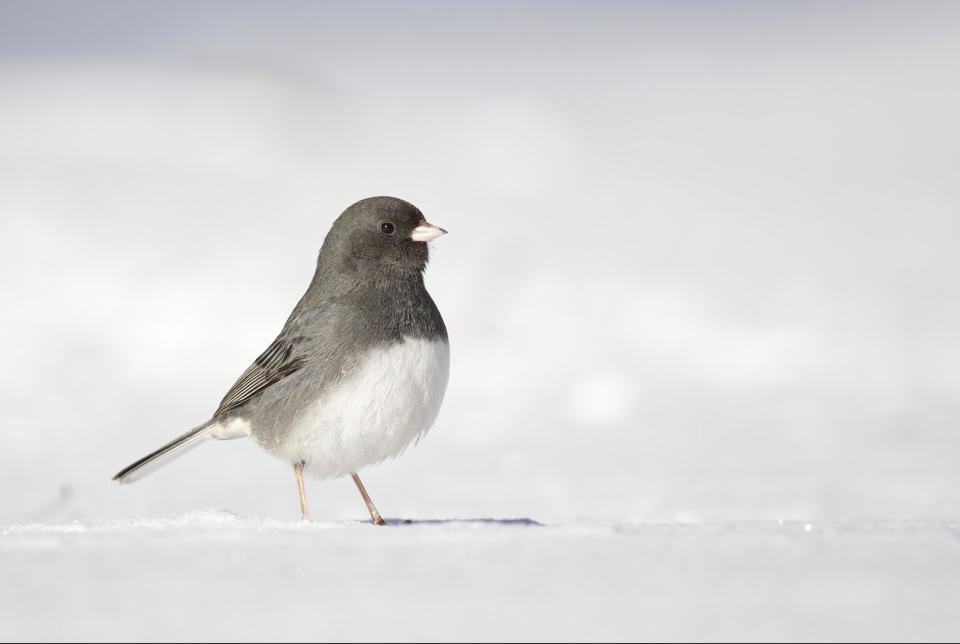 This image provided by Macaulay Library/Cornell Lab of Ornithology shows a dark-eyed junco. The dark-eyed junco, one of the most common forest birds in North America, is among species likely to be spotted by participants in the Great Backyard Bird Watch, running Feb. 17-20. The global count by volunteers helps scientists studying the decline of bird populations worldwide. (Rowan Keunen/Macaulay Library/Cornell Lab of Ornithology via AP)