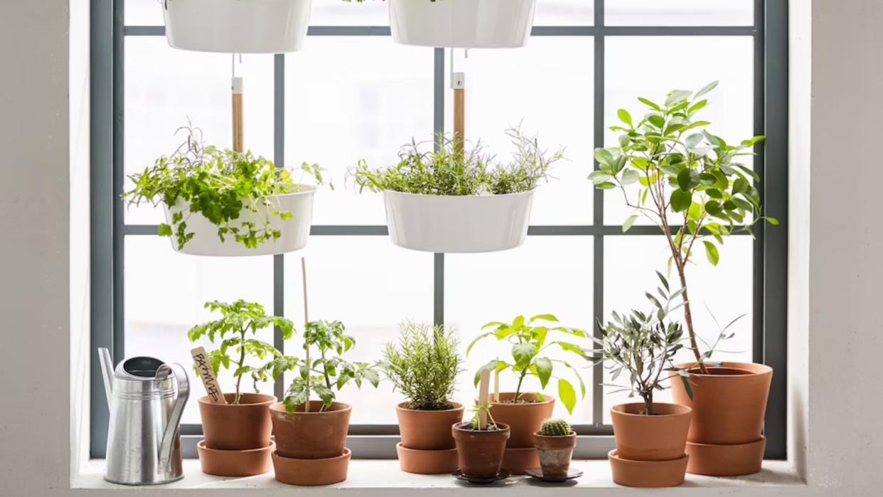  Indoor herb garden. 