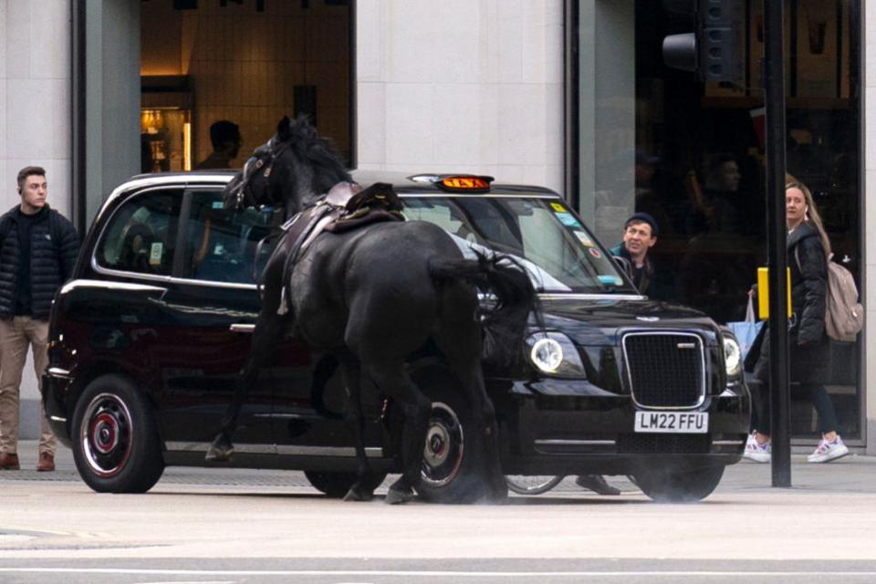 News Shopper: One horse colliding with a black taxi. 