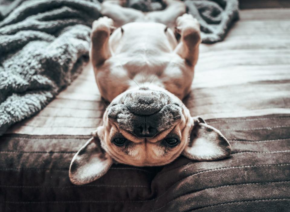 french bulldog relaxing on back on bed with paws in the air facing camera upside down