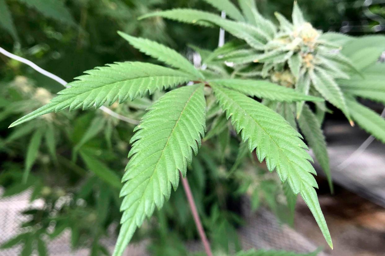 Leaves of a marijuana plant are pictured inside Ultra Health's cultivation greenhouse in Bernalillo, New Mexico. On Wednesday, Mississippi legalized medical marijuana for people with debilitating conditions such as cancer, AIDS and sickle cell disease.