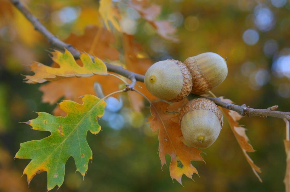 Have you been noticing more acorns falling around you? You could be in the middle of a mast year for oak trees.