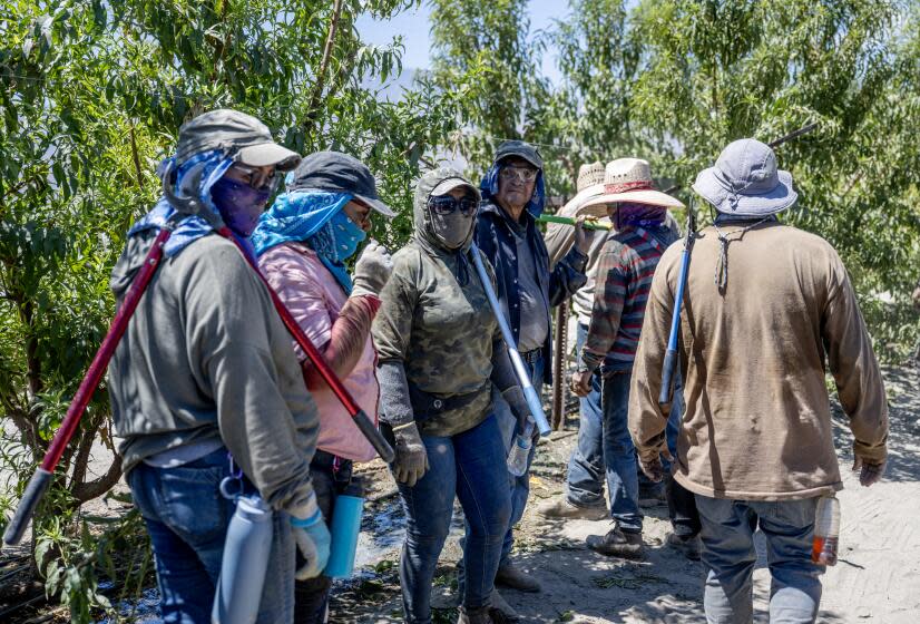 THERMAL, CA - AUGUST 11, 2023: With the temperature well over 100 degrees, farmworkers wait in the shade after a long hot day in peach orchards on August 11, 2023 in Thermal, California. (Gina Ferazzi / Los Angeles Times)