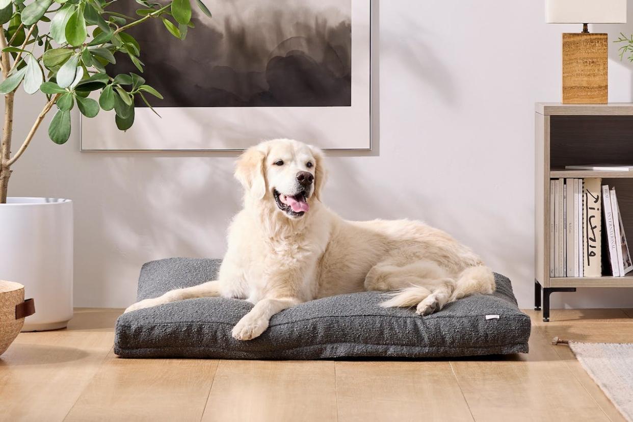 The 14 Best Dog Beds for Your Good Boy or Girl