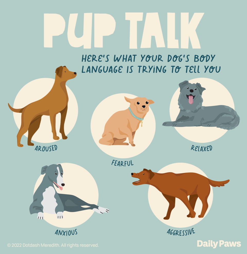Dog body language infographic