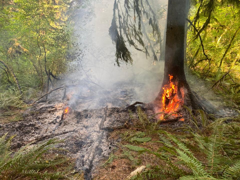 A small wildfire is being attacked at Silver Falls State Park. It has closed four trails in the park's backcountry.