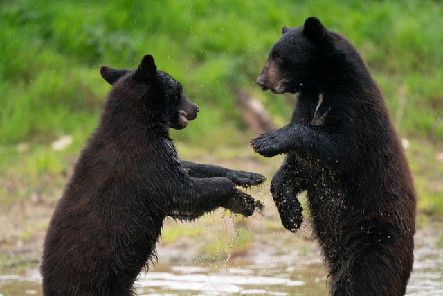 Bear cubs released at Woburn Safari Park