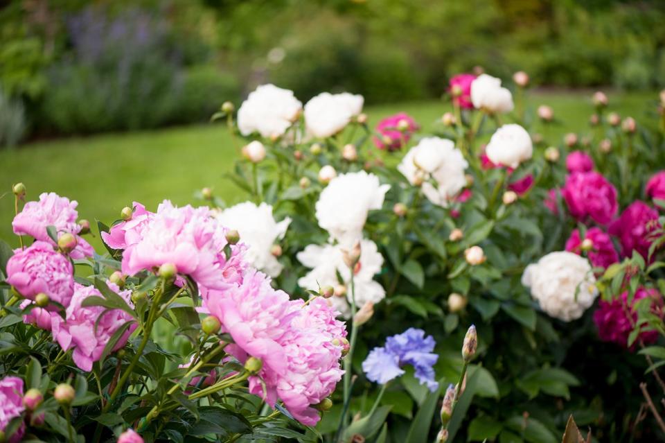Add some flower power to your garden this year with any of these tough-as-nails perennial bloomers. No green thumb required!