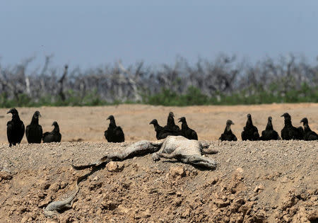 Vultures sit next to the carcass of a yacare caiman at a dried-up artificial pond at the Agropil ranch in Boqueron, Paraguay, August 14, 2016. REUTERS/Jorge Adorno