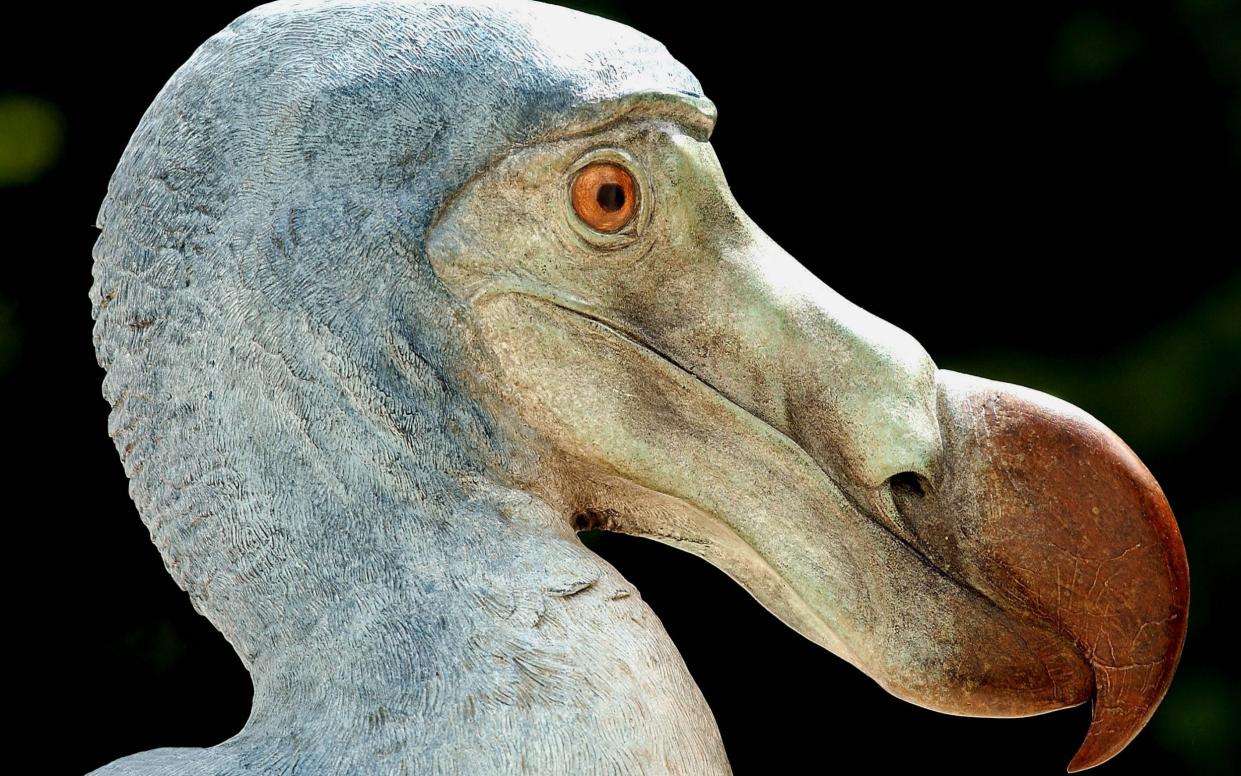 A life-size cast sculpture of a dodo. The bird was wiped out in the 17th-century, but now researchers are trying to bring back the bird - John Robertson/John Robertson