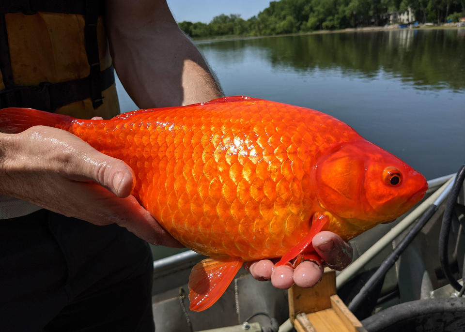 City officials in Burnsville, Minnesota, posted this photo of a giant goldfish found in a local lake and warned residents not to dispose of pet fish in waterways. / Credit: City of Burnsville, Minnesota