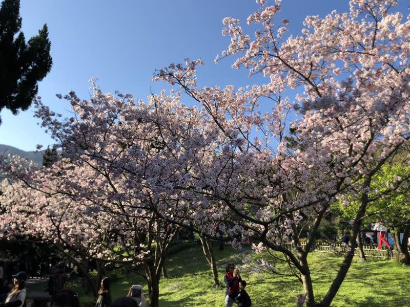 「陽明山賞花一日遊」，安排前往陽明山花鐘、小油坑、竹子湖等，每人售價899元起。（圖／KKday提供）