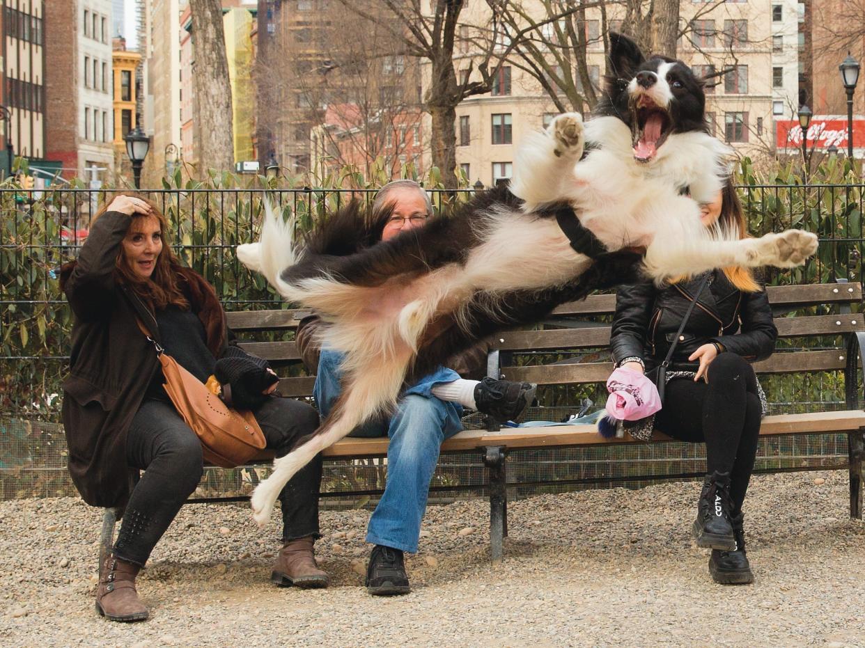 A dog leaps into the air as people seated on a bench watch.
