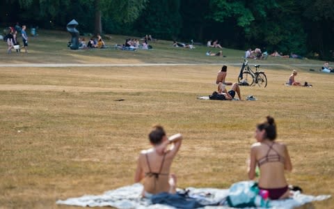 Yellow grass - Credit:  Michael Gottschalk/Getty Images Europe