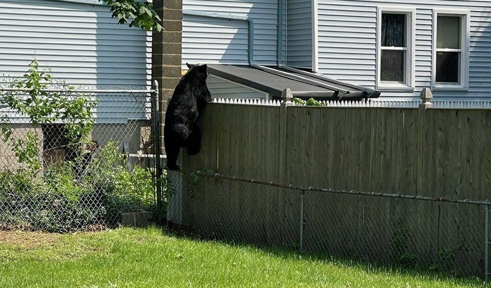 The same black bear believed to be the one spotted in Taunton, Freetown, Fall River and Dartmouth, was in New Bedford's far North End Tuesday, as Mass. Environmental Police guided it into the nearby woods at a dead end on Philips Road.