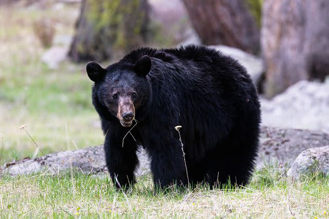 <p>Bryant Aardema/Getty</p> Stock image of black bear.