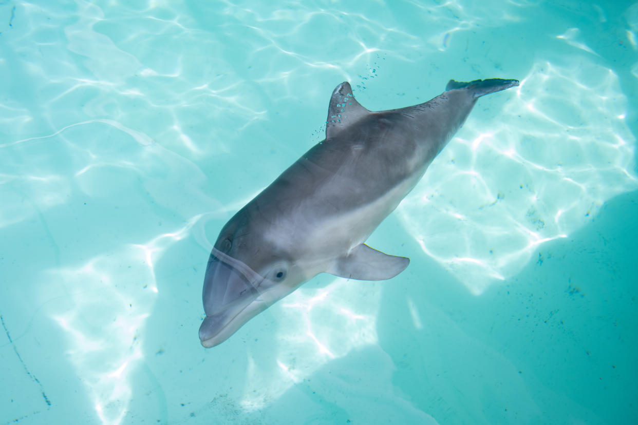 In July, an infant dolphin was found and rescued in Clearwater, Fla., after being tangled in and injured by crab trap lines. (Photo: SeaWorld Orlando)