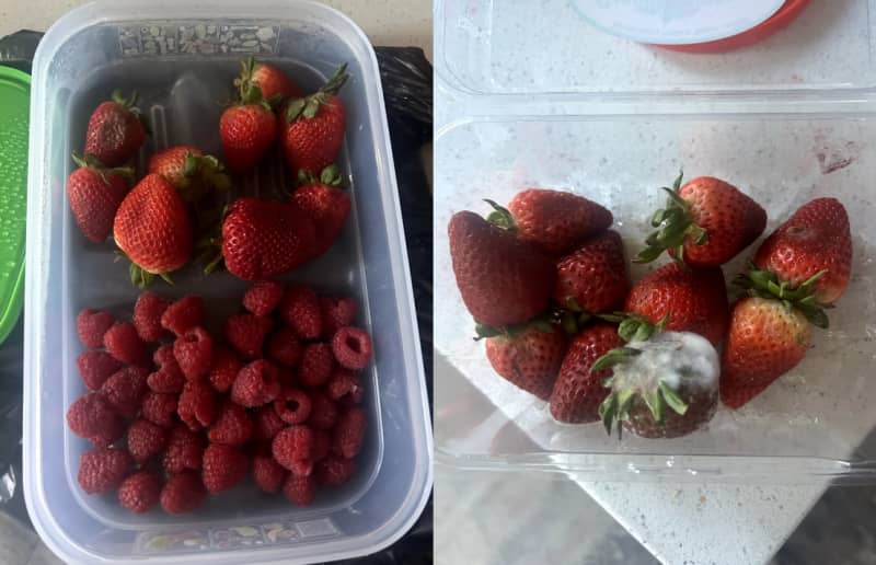 <span>Left: Strawberries and raspberries in the Tupperware FridgeSmart container five days after purchasing. Right: Strawberries in the store-bought plastic container five days after purchasing. Credit: Morgan Pryor</span> <span class="copyright">Credit: Morgan Pryor</span>