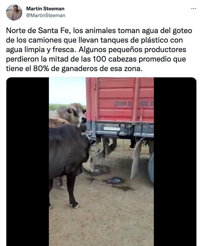 En el norte de Santa Fe los animales toman agua del goteo de los camiones que llevan tanques con agua limpia y fresca