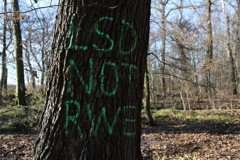 A tree in the Hambach Forest is sprayed with the graffiti "LSD not RWE", near the town of Buir