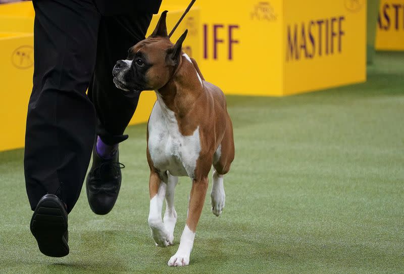 2020 Westminster Kennel Club Dog Show at Madison Square Garden in New York City