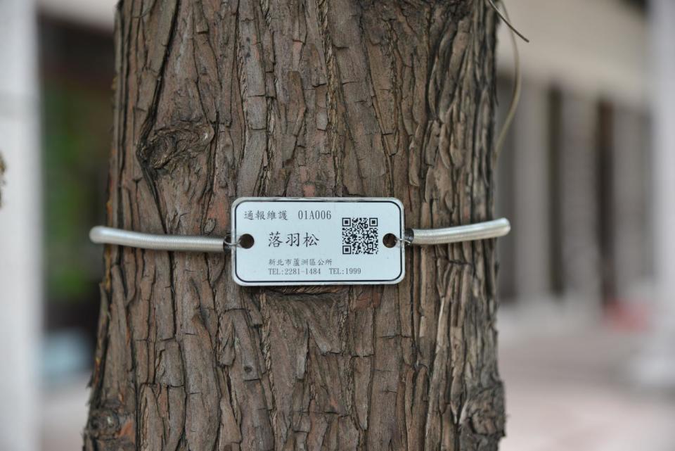 蘆洲區公所建立每一棵行道樹專屬自己的電子身分證，打造「行道樹智慧化管理暨防災通報系統」。（圖／蘆洲區公所提供）