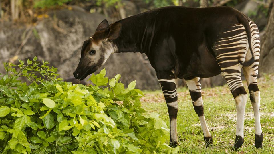 Okapi