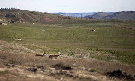 Pronghorn antelope are seen in a view of reclaimed land in the area of Little Rawhide Creek as seen during a tour of Peabody Energy's Rawhide coal mine near Gillette, Wyoming, U.S. June 1, 2016. REUTERS/Kristina Barker