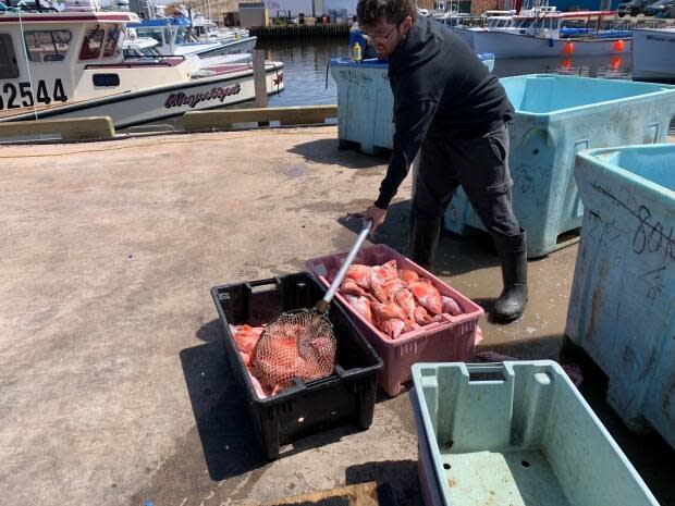 Machon's Point Co-Op scoops up tubs of fresh redfish for lobster bait. Fishermen also use fresh or frozen mackerel, herring and some other fish. Like everything, prices for bait have been rising steadily. 